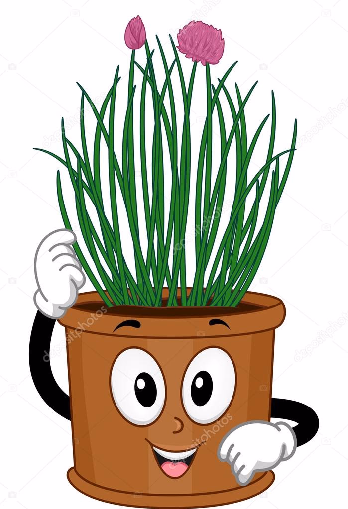 Cebolinha em vaso: como plantar, engrossar e colher por mais tempo