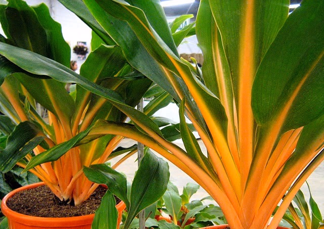 Clorofito: como cuidar, fazer mudas e evitar pontas secas