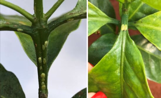 Cochonilha em plantas: como identificar, tratar e evitar que volte