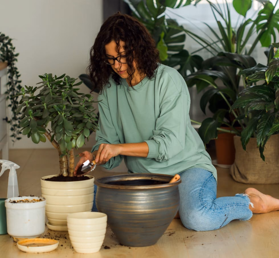 Como adubar plantas em vaso sem exagero