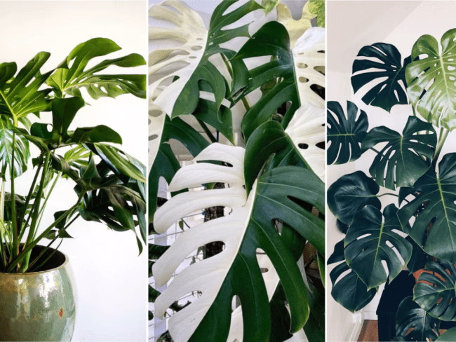 Costela-de-adão: como cuidar dentro de casa sem cair no excesso de água