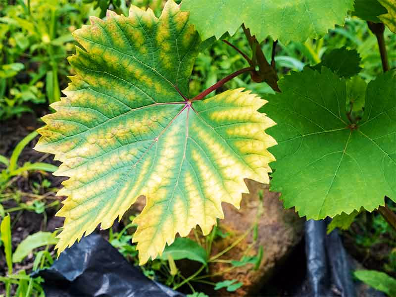 Folhas amarelas nas plantas: 9 causas reais e o que fazer em cada caso
