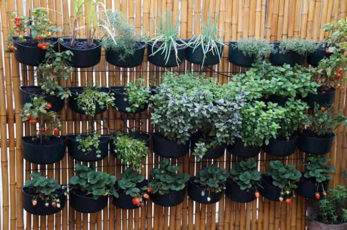 Como montar uma horta em apartamento do zero