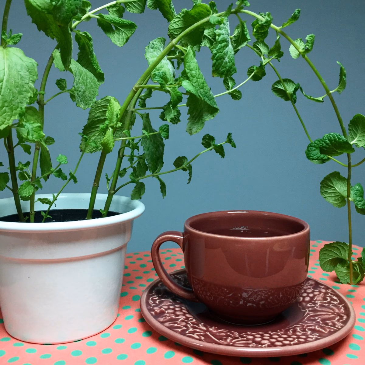 Hortelã em vaso: como controlar o crescimento e manter folhas bonitas