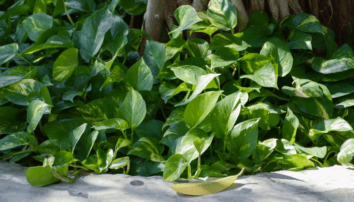 Jiboia: como cuidar, onde colocar e como fazer a planta crescer de verdade