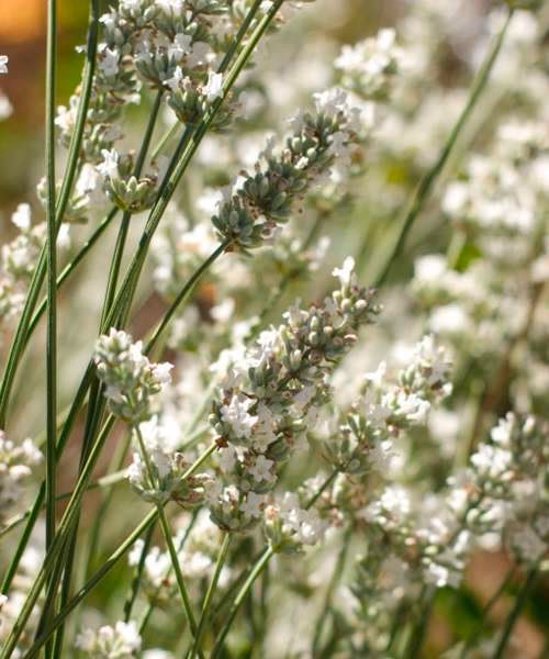 Lavanda no Brasil: como cultivar sem ignorar clima, insolação e drenagem