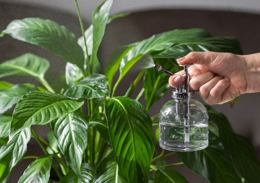 Lírio-da-paz: como cuidar, fazer florir e evitar folhas queimadas