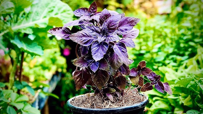 Manjericão em vaso: como cuidar para não murchar nem florescer cedo demais