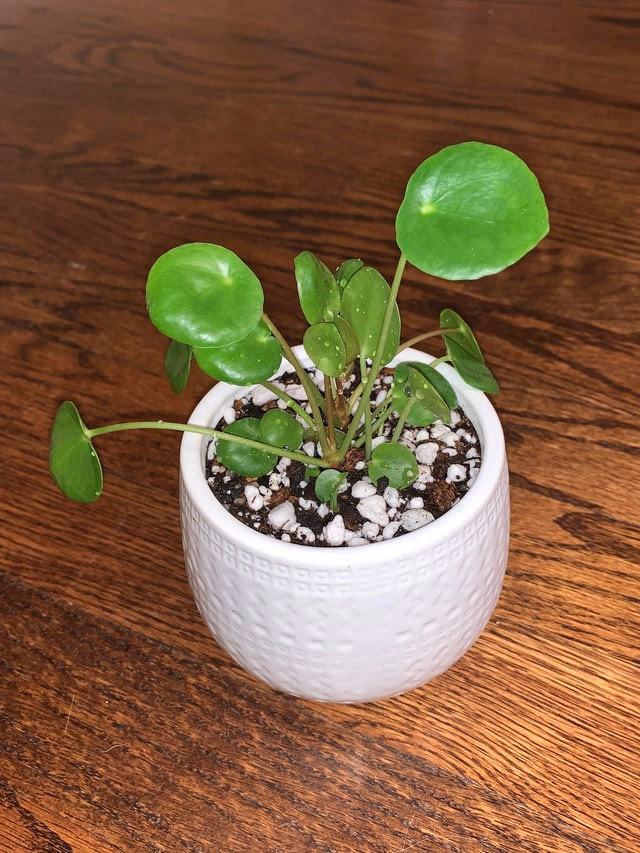 Pilea peperomioides: como cultivar, multiplicar e evitar folhas curvadas
