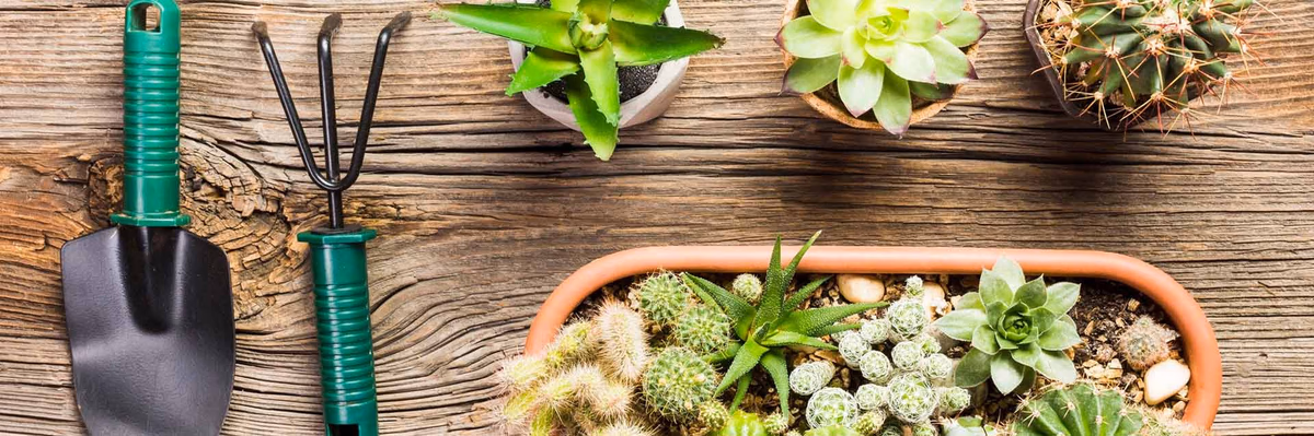 Plantas para sol forte: espécies resistentes para fachada, quintal e varanda quente