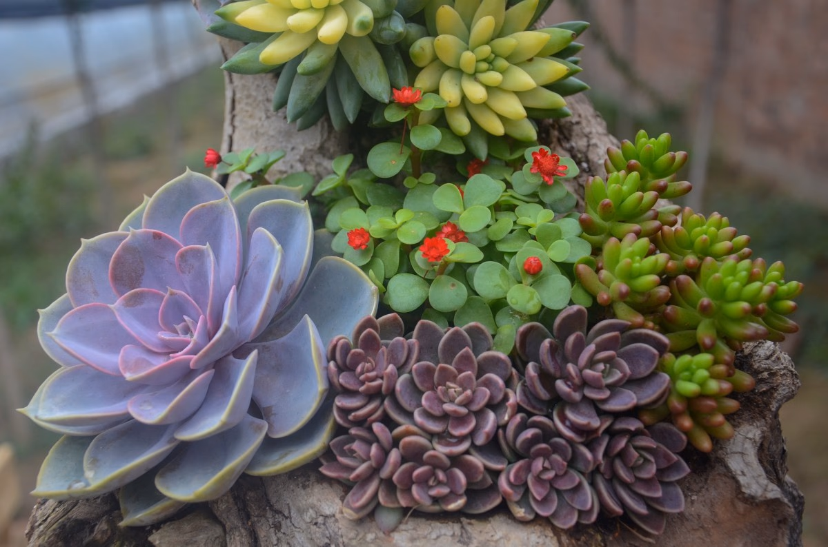 Suculentas dentro de casa: o que funciona e o que quase sempre dá errado