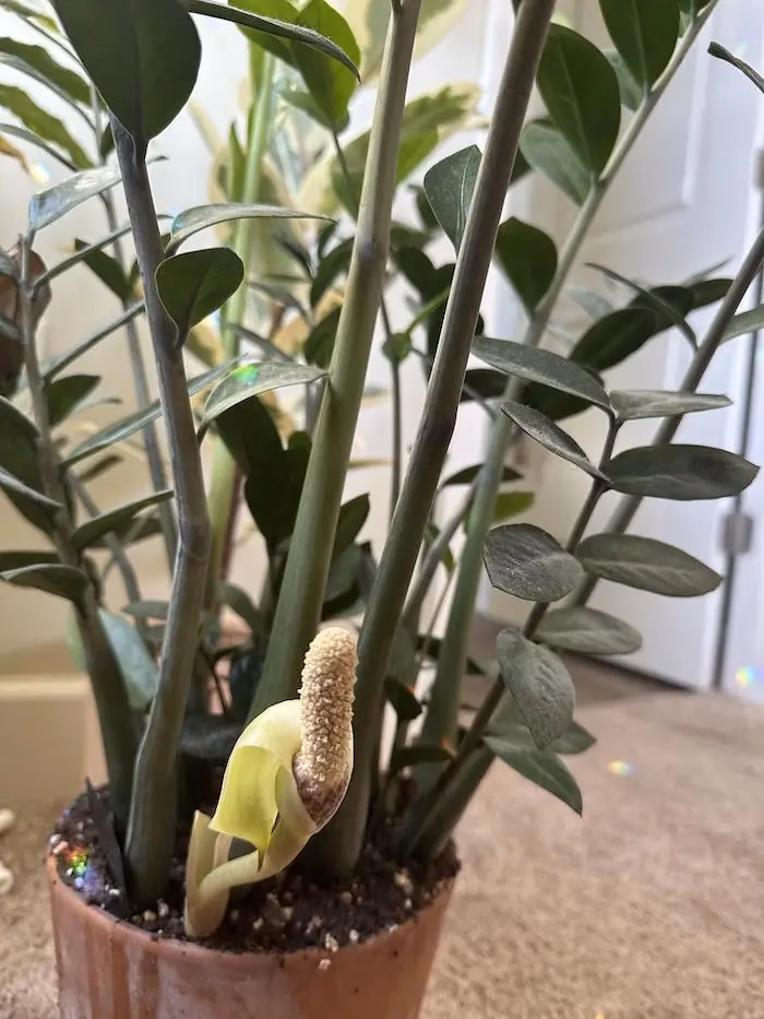 Zamioculca: guia completo de cultivo em apartamento