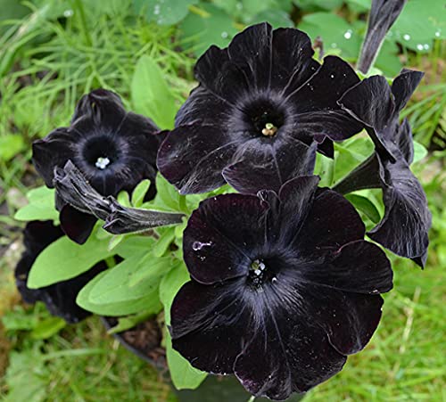 8 Flores Pretas para um jardim exótico e elegante 5 Petúnia 'Black Velvet'
