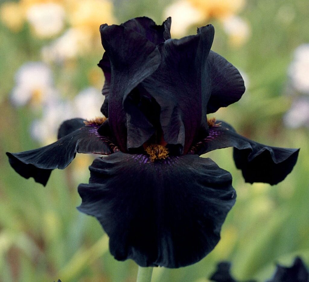 8 Flores Pretas para um jardim exótico e elegante 8 Bearded Iris 'Before the Storm'