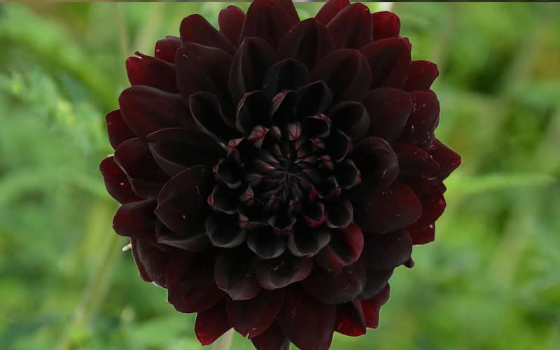 8 Flores Pretas para um jardim exótico e elegante 6 Dália Negra (Dahlia 'Arabian Night')