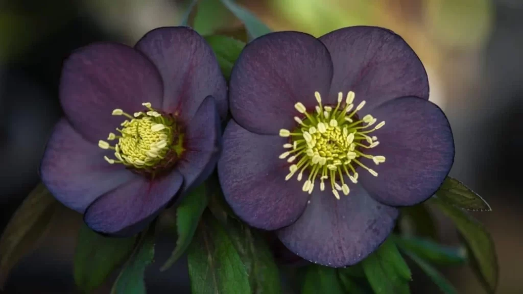 8 Flores Pretas para um jardim exótico e elegante 4 Helleborus 'Black Beauty' (Rosa-do-Natal Preta)