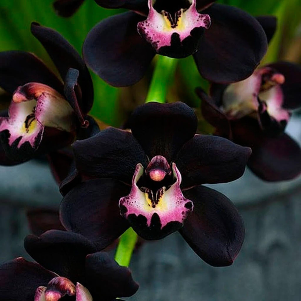 8 Flores Pretas para um jardim exótico e elegante 7 Orquídea Negra (Dracula vampira)