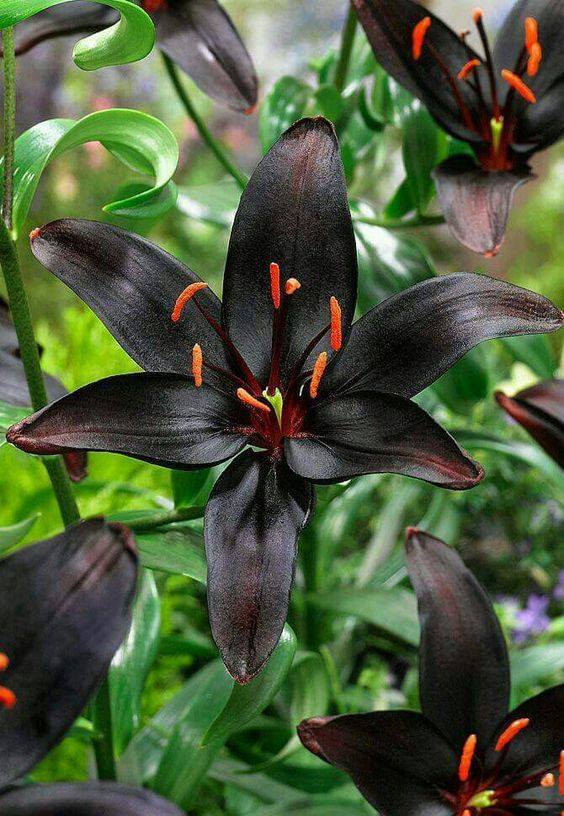 8 Flores Pretas para um jardim exótico e elegante 3 Lírio Preto (Lilium 'Landini')