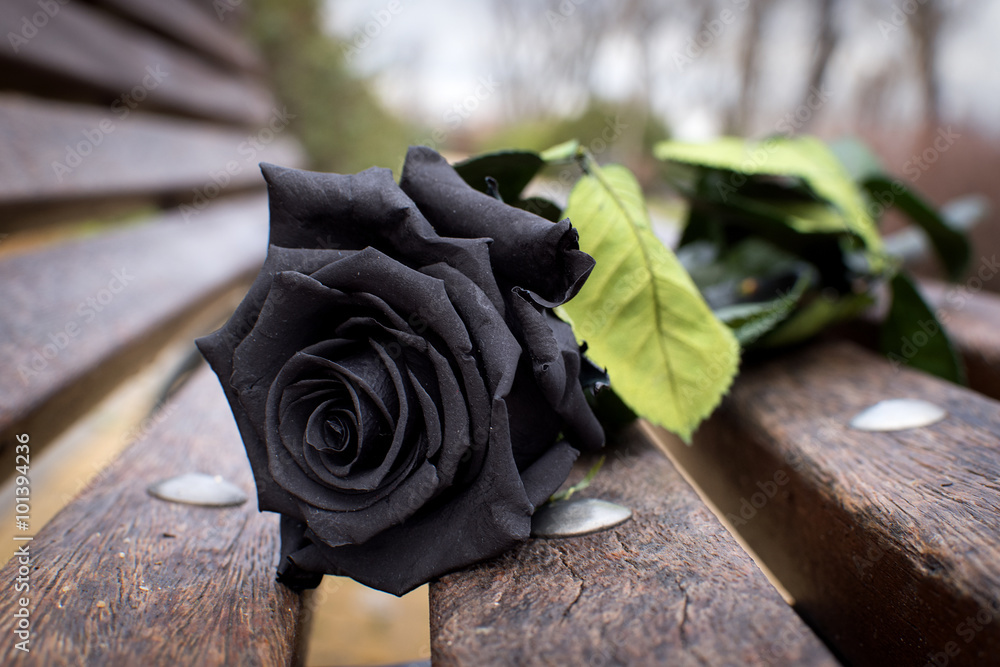8 Flores Pretas para um jardim exótico e elegante 2 Rosa Negra (Rosa 'Black Baccara')