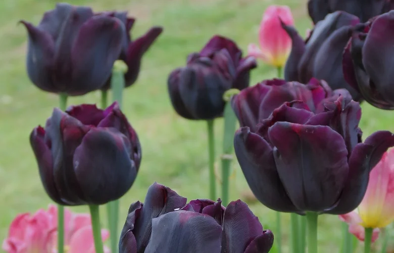 8 Flores Pretas para um jardim exótico e elegante 1 Tulipa Negra (Tulipa 'Queen of Night')